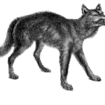 Wolf_19th-century-1