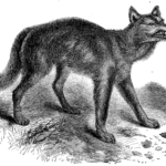 Wolf_19th-century