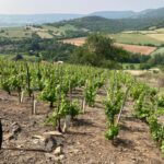 Vines at Domaine Sauvat