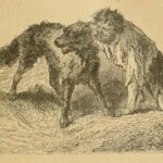 A Werewolf of Puy-de-Dôme